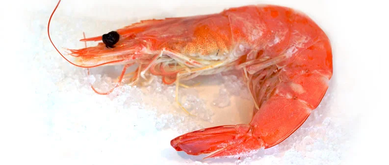 shrimp-chan様サイズ1 一枚 shrimp-chan様サイズ1 一枚